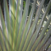 Ravenala madagascariensis Sonn.